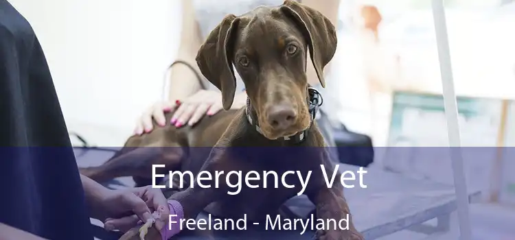 Emergency Vet Freeland - Maryland