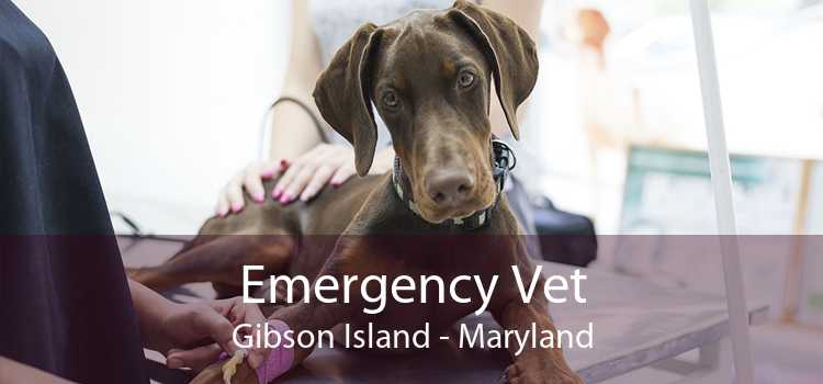 Emergency Vet Gibson Island - Maryland