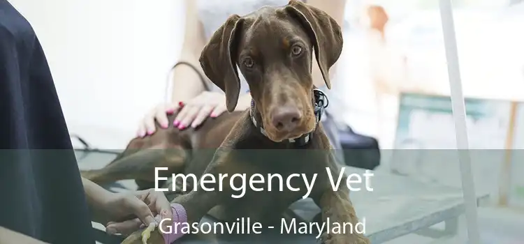 Emergency Vet Grasonville - Maryland