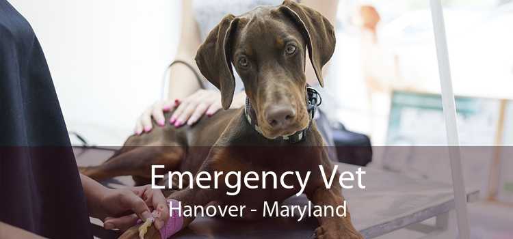 Emergency Vet Hanover - Maryland