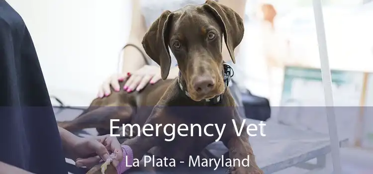 Emergency Vet La Plata - Maryland