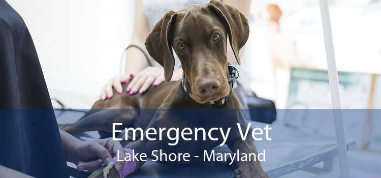 Emergency Vet Lake Shore - Maryland