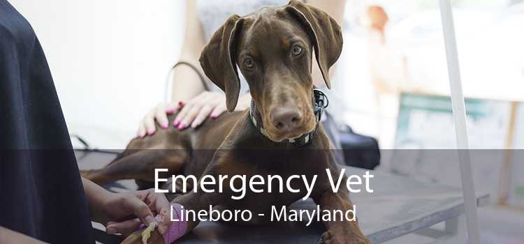 Emergency Vet Lineboro - Maryland