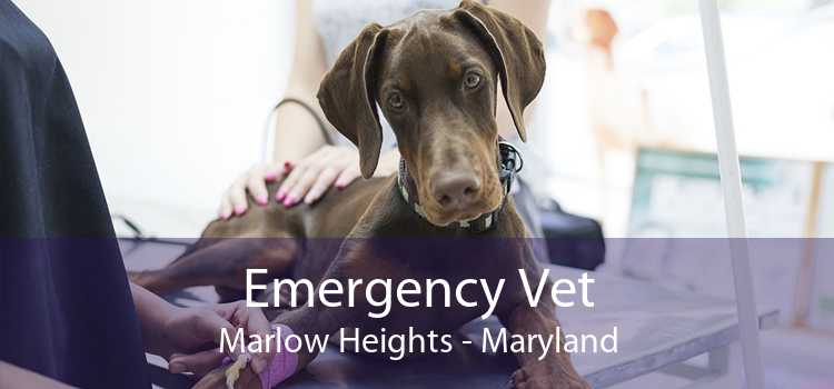 Emergency Vet Marlow Heights - Maryland