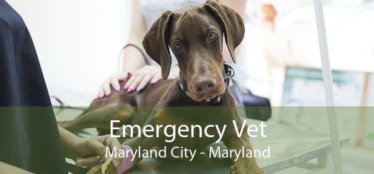 Emergency Vet Maryland City - Maryland