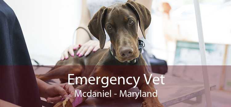 Emergency Vet Mcdaniel - Maryland