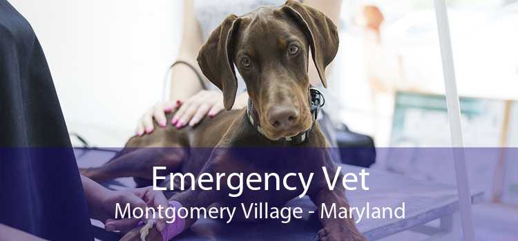 Emergency Vet Montgomery Village - Maryland