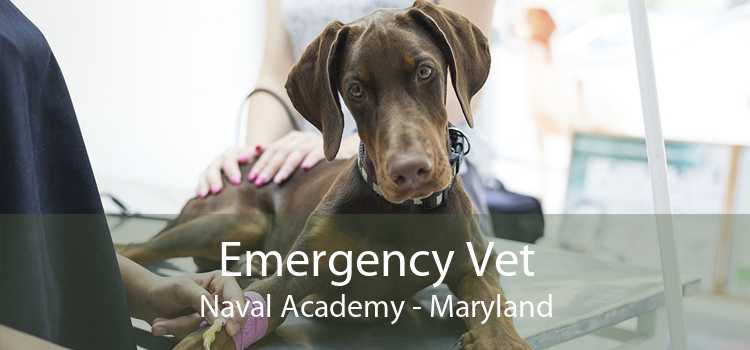 Emergency Vet Naval Academy - Maryland