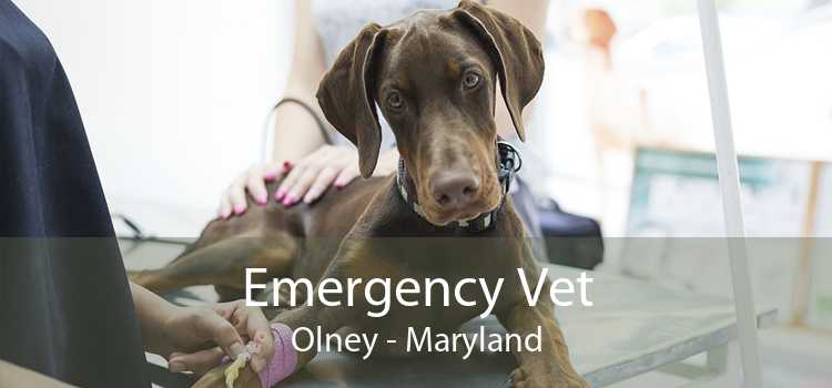 Emergency Vet Olney - Maryland