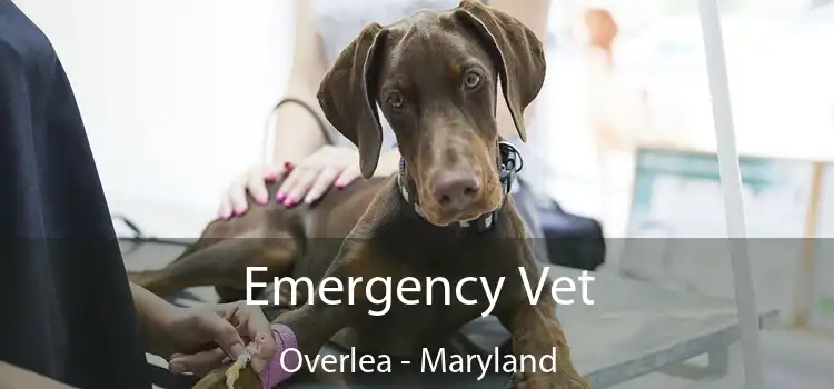 Emergency Vet Overlea - Maryland