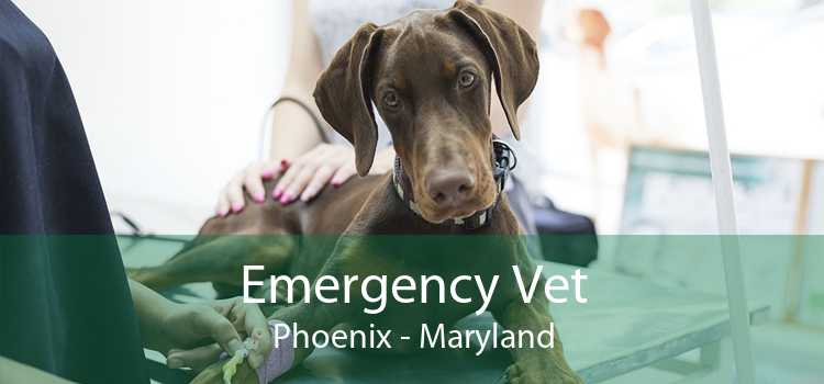 Emergency Vet Phoenix - Maryland