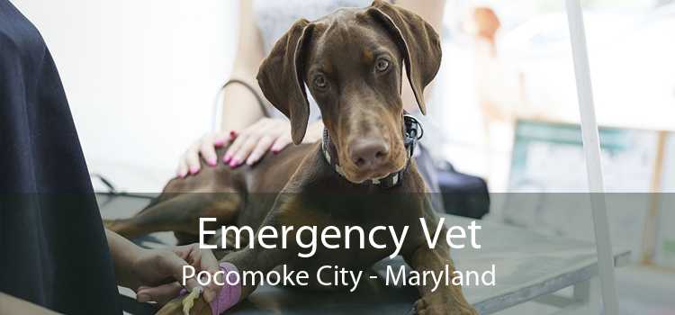 Emergency Vet Pocomoke City - Maryland