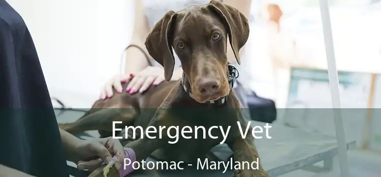 Emergency Vet Potomac - Maryland