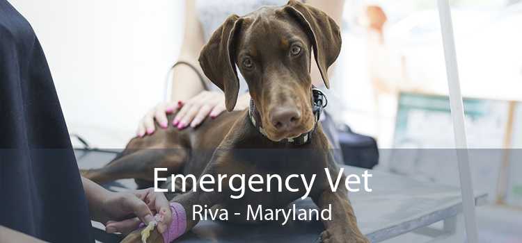 Emergency Vet Riva - Maryland