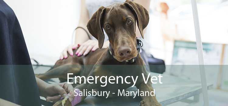 Emergency Vet Salisbury - Maryland