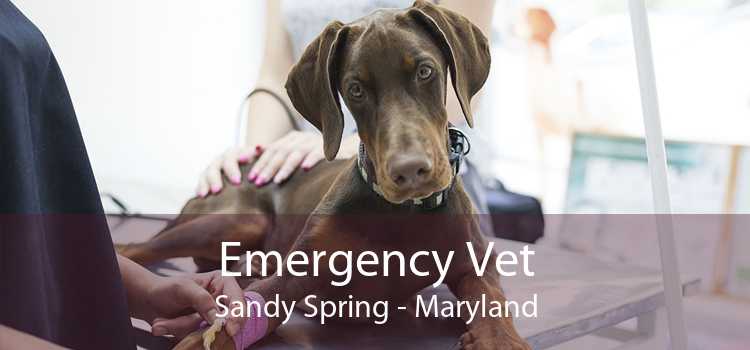 Emergency Vet Sandy Spring - Maryland