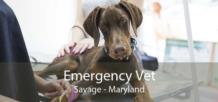 Emergency Vet Savage - Maryland