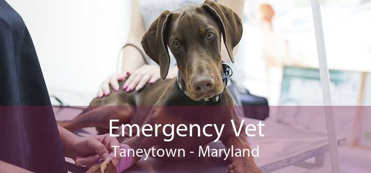 Emergency Vet Taneytown - Maryland