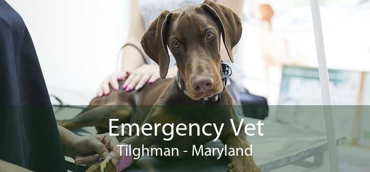 Emergency Vet Tilghman - Maryland