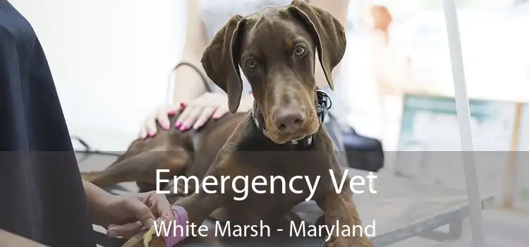 Emergency Vet White Marsh - Maryland