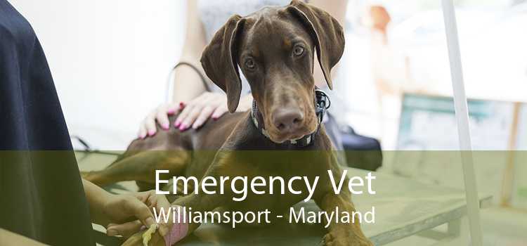 Emergency Vet Williamsport - Maryland