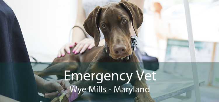 Emergency Vet Wye Mills - Maryland