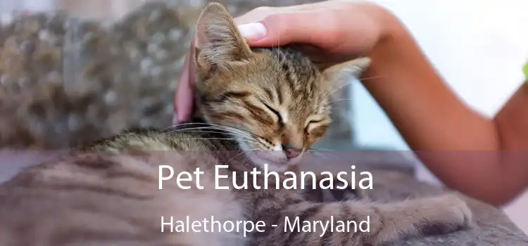 Pet Euthanasia Halethorpe - Maryland