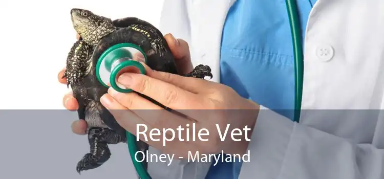 Reptile Vet Olney - Maryland