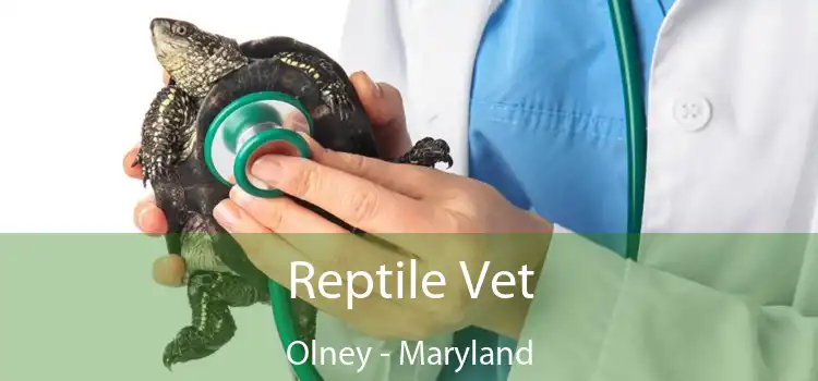 Reptile Vet Olney - Maryland