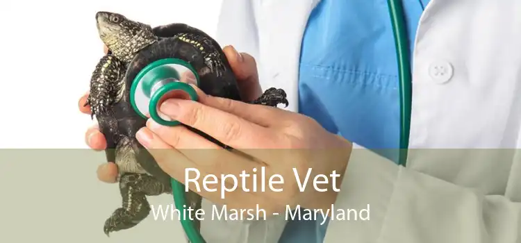Reptile Vet White Marsh - Maryland