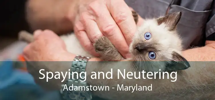 Spaying and Neutering Adamstown - Maryland