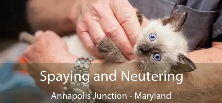 Spaying and Neutering Annapolis Junction - Maryland