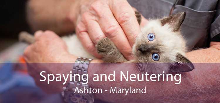 Spaying and Neutering Ashton - Maryland