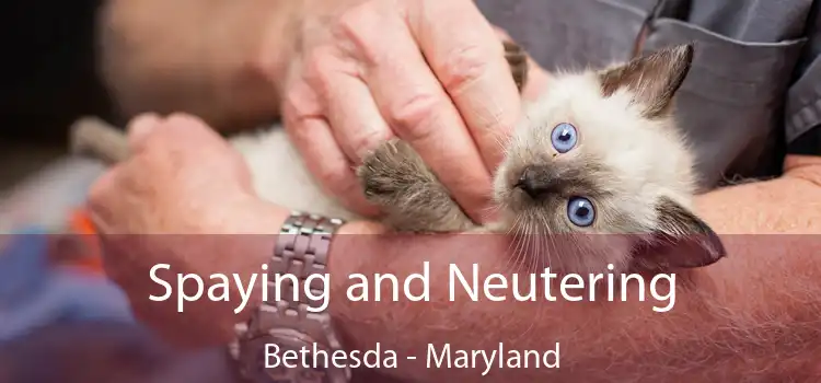 Spaying and Neutering Bethesda - Maryland