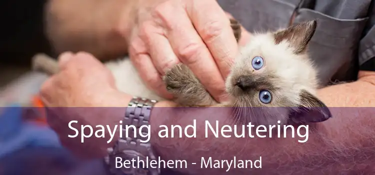 Spaying and Neutering Bethlehem - Maryland