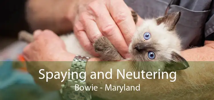 Spaying and Neutering Bowie - Maryland