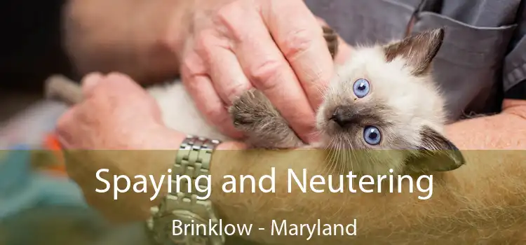 Spaying and Neutering Brinklow - Maryland