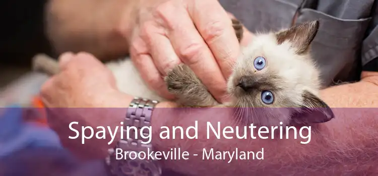 Spaying and Neutering Brookeville - Maryland