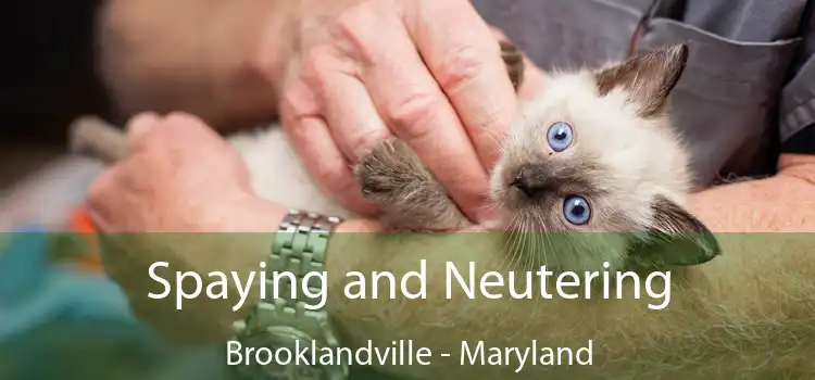 Spaying and Neutering Brooklandville - Maryland