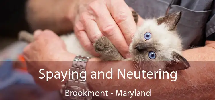 Spaying and Neutering Brookmont - Maryland