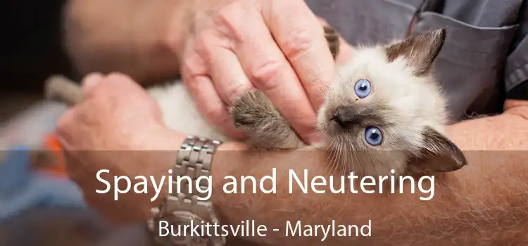 Spaying and Neutering Burkittsville - Maryland