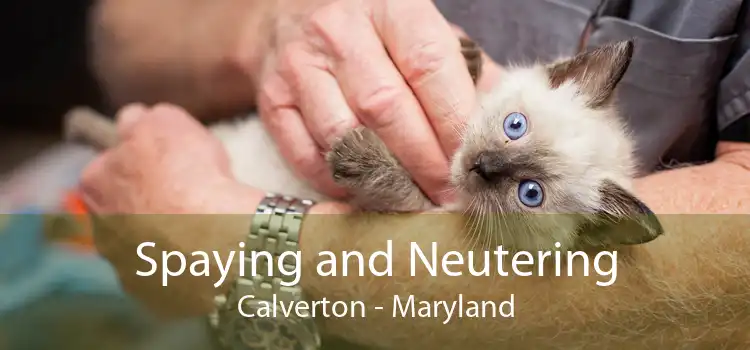 Spaying and Neutering Calverton - Maryland