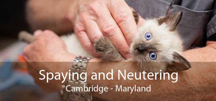 Spaying and Neutering Cambridge - Maryland