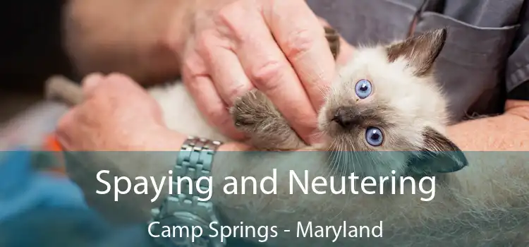 Spaying and Neutering Camp Springs - Maryland