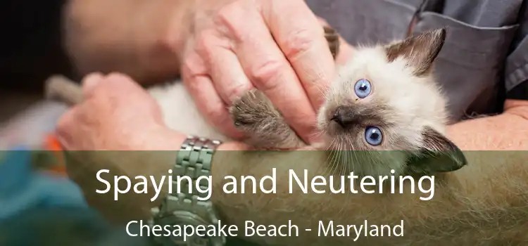 Spaying and Neutering Chesapeake Beach - Maryland