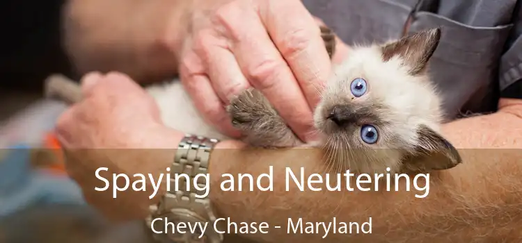 Spaying and Neutering Chevy Chase - Maryland