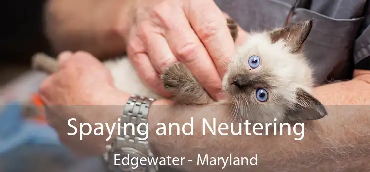 Spaying and Neutering Edgewater - Maryland