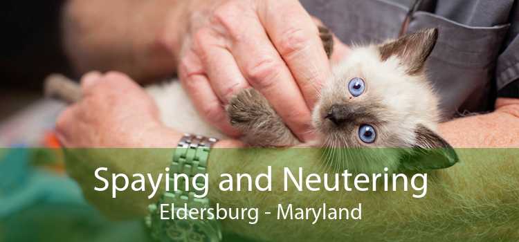 Spaying and Neutering Eldersburg - Maryland