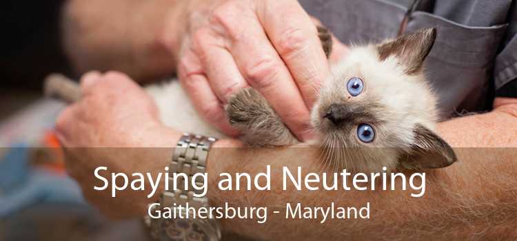 Spaying and Neutering Gaithersburg - Maryland