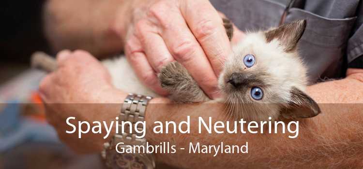 Spaying and Neutering Gambrills - Maryland